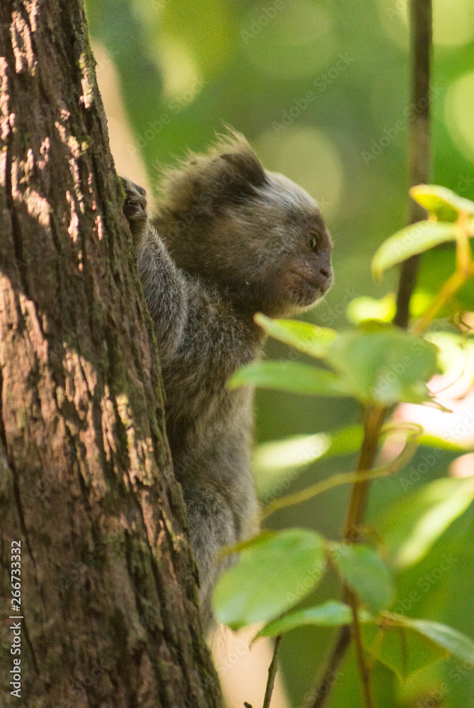 Naklejka premium Common marmoset, Callithrix jacchus, a small brazilian monkey on a tree, in the jungle