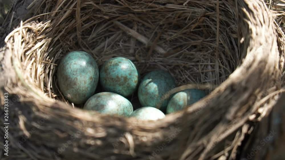 Eggs of a wild thrush lying in the nest under a morning spring sun
