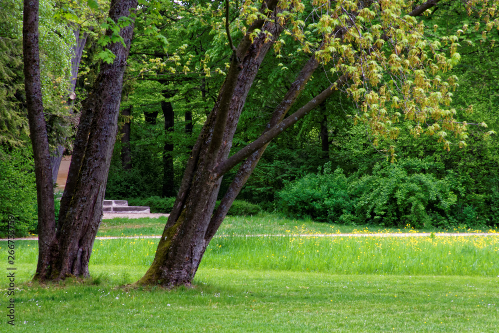 beautiful colors of nature in the spring Park beautiful colors of nature in the spring Park