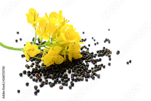 Rapeseed plant with yellow flowers and seeds. Mustard plant yellow blossom. Canola seeds and fresh canola flowers isolated on white background. Canola flower and canola isolated on white. photo