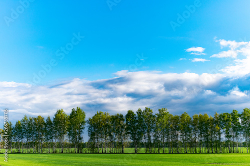 Fototapeta Naklejka Na Ścianę i Meble -  Natural landscape of trees and sky