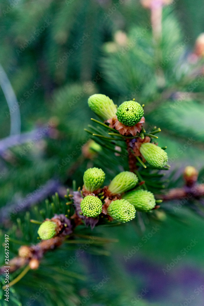 branch of a tree branch of a tree