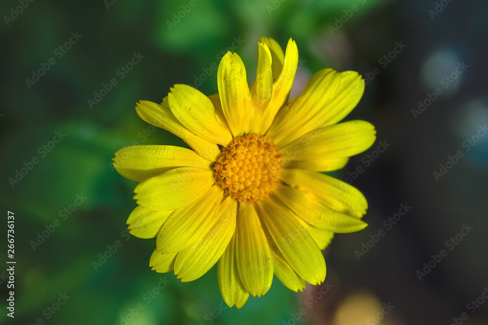 The yellow flower Sunflower plant Heliopsis helianthoides. The yellow flower Sunflower plant Heliopsis helianthoides.