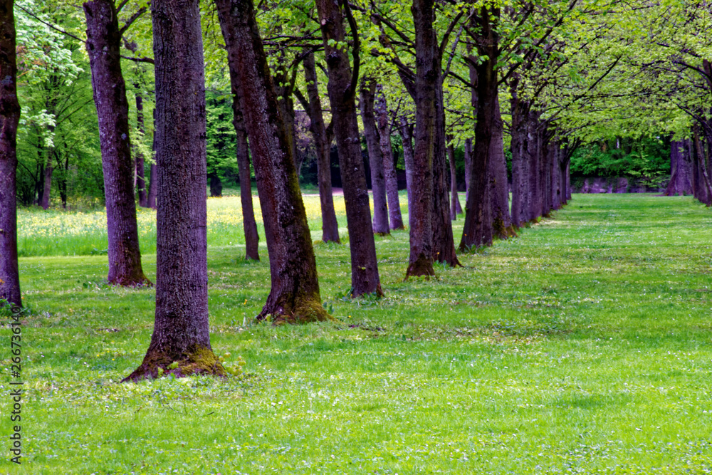 Fototapeta premium beautiful colors of nature in the spring Park