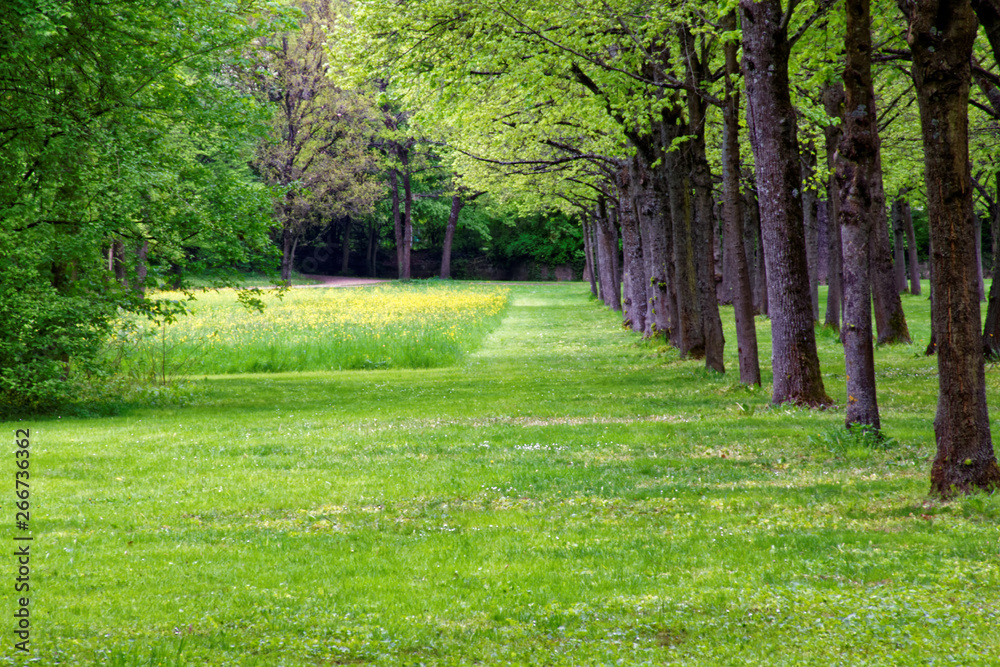 beautiful colors of nature in the spring Park beautiful colors of nature in the spring Park