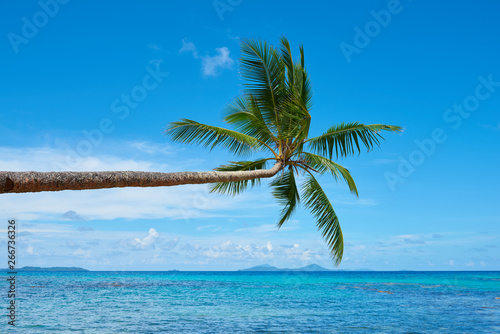 Fototapeta Naklejka Na Ścianę i Meble -  Palm tree sticking out to the sea