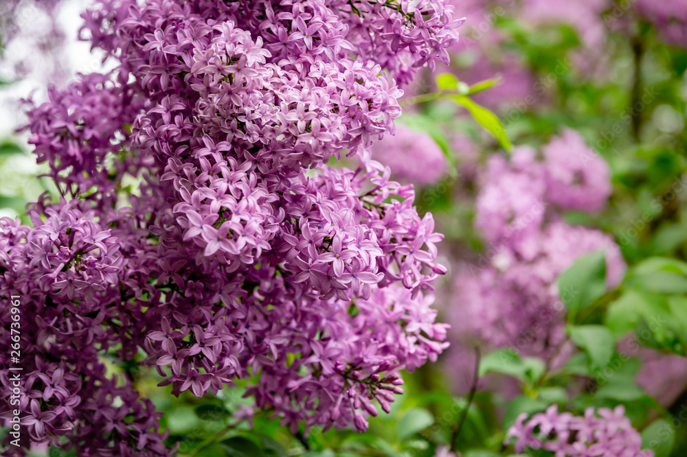 Spring bloom of pink-purple lilac Syringa microphylla bushes on green blurred background. Selective focus. Nature concept for design Spring bloom of pink-purple lilac Syringa microphylla bushes on green blurred background. Selective focus. Nature concept for design