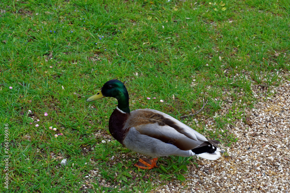 Obraz premium beautiful colors of nature in the spring Park