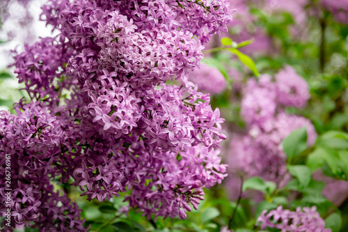 Spring bloom of pink-purple lilac Syringa microphylla bushes on green blurred background. Selective focus. Nature concept for design