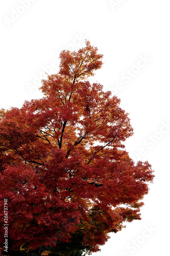 Colored autumn leaves. Acer matsumurae, It is called 