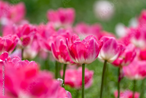 Pink tulips flower  in full bloom