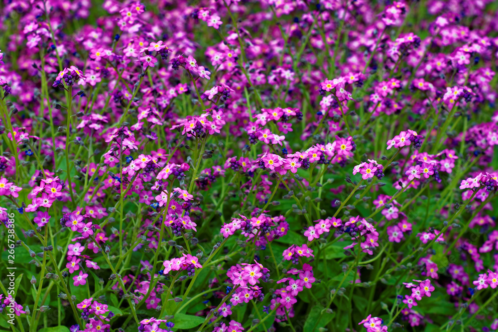 beautiful colors of nature in the spring Park