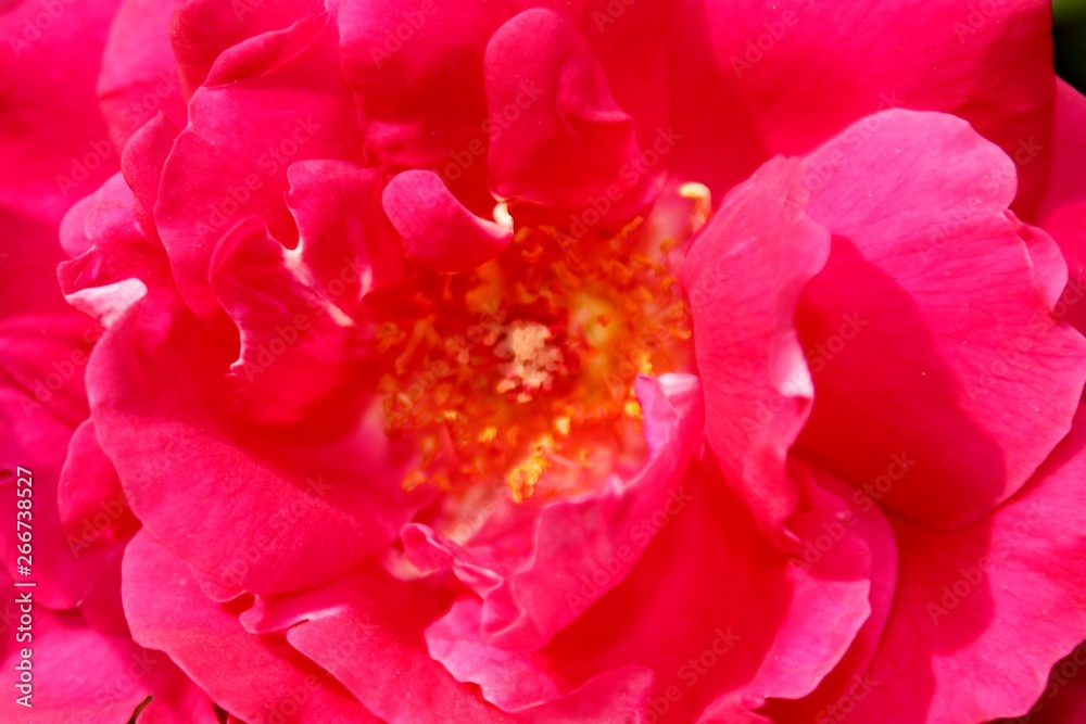 Beautiful Natural Pink Rose Flower.