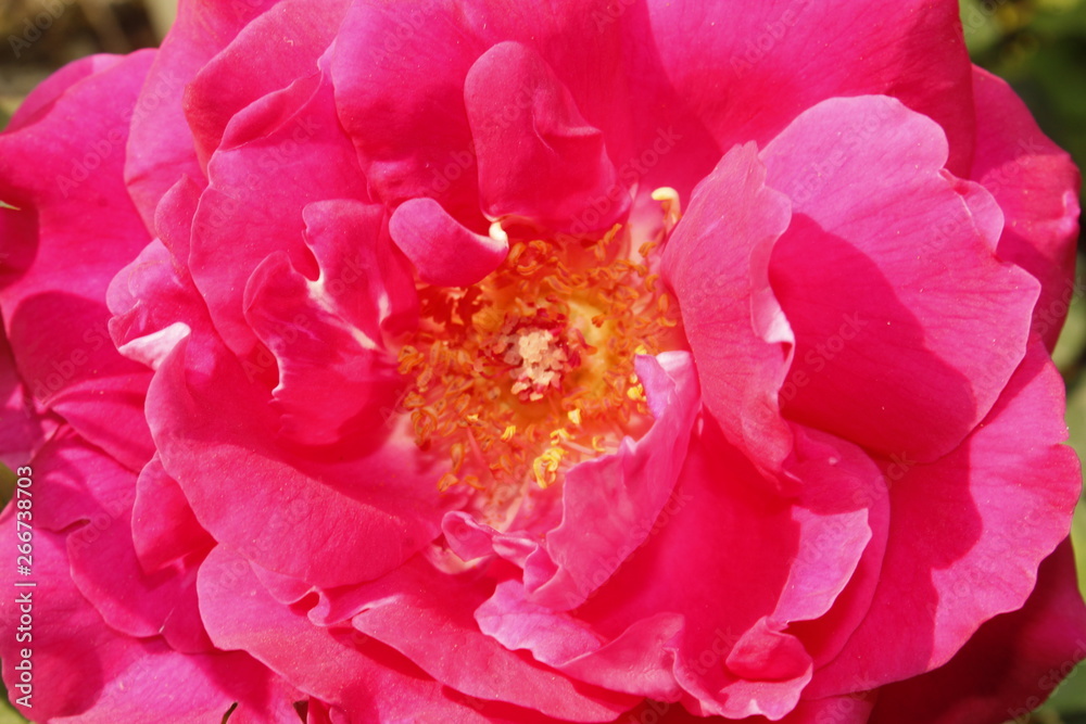 pink rose flower closeup pink rose flower closeup