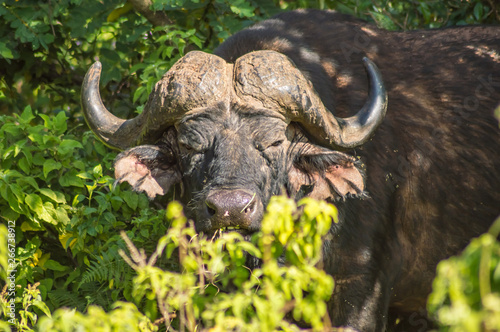 Buffalo in the forest of Aberdare Park