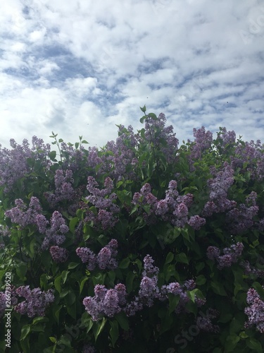 Obraz na płótnie Spring 🌸☁️