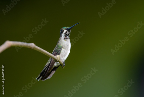 A Long-billed Starthroat hummingbird perches alone on a branch with a smooth green background. photo