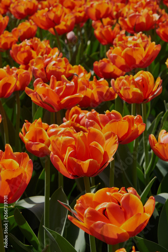 background nature spring flowers on flower bed tulips postcard red and yellow