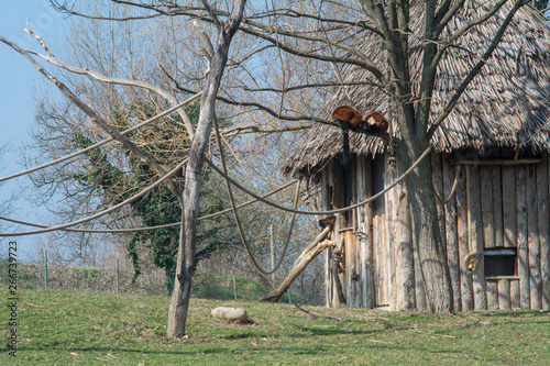 visiting the Zoo of Affi, near lake Garda,  italian Zoo, nature and wildlife photo