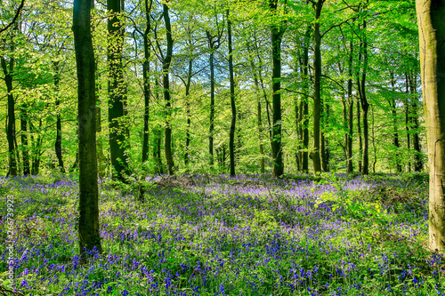 BLUEBELLS IN THE FOREST