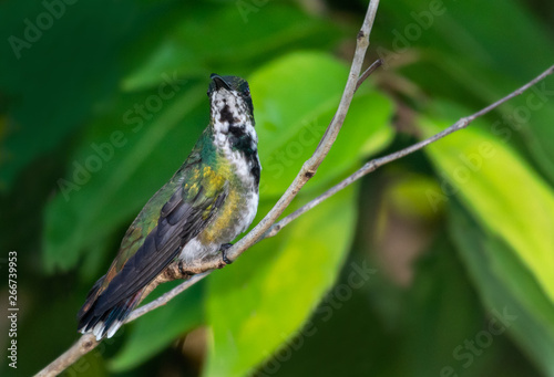 A female Green-throated Mango hummingbird perches on a branch in the swamps of Trinidad and Tobago. © Chelsea Sampson