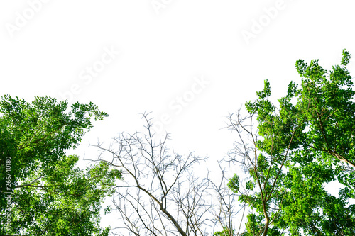 Tree isolated  Green leave on white background texture with clipping path