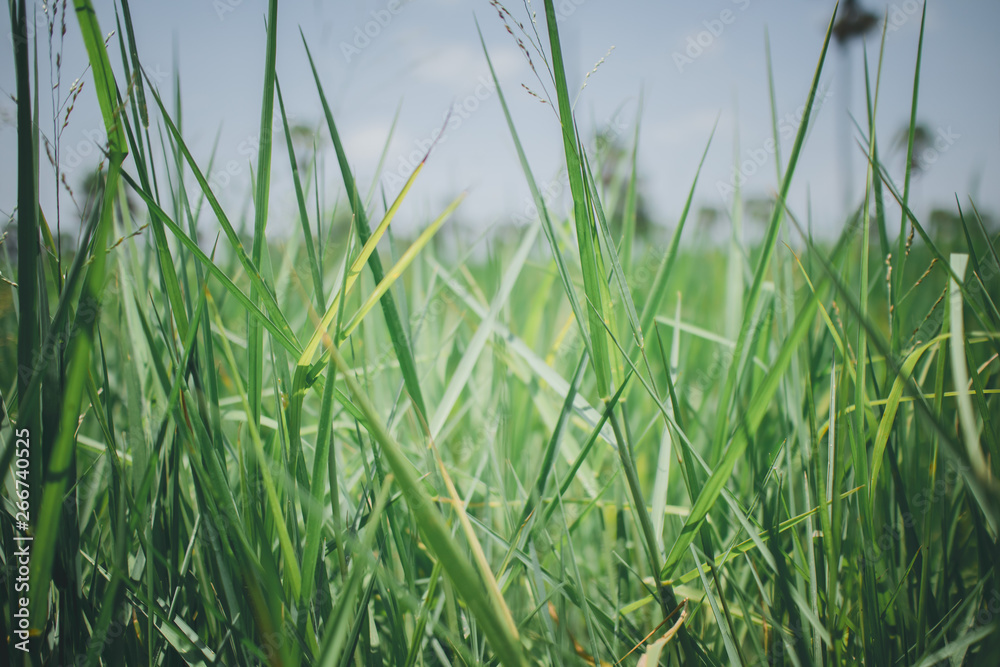 beautiful green grass textured background 