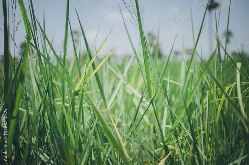 beautiful green grass textured background  © focus_bell