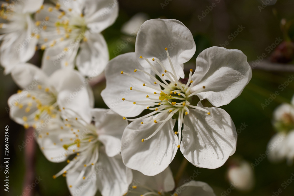 background nature spring cherry blossom and Apple tree postcard background nature spring cherry blossom and Apple tree postcard