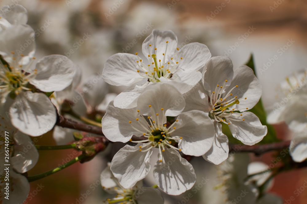 background nature spring cherry blossom and Apple tree postcard background nature spring cherry blossom and Apple tree postcard