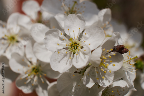 background nature spring cherry blossom and Apple tree postcard