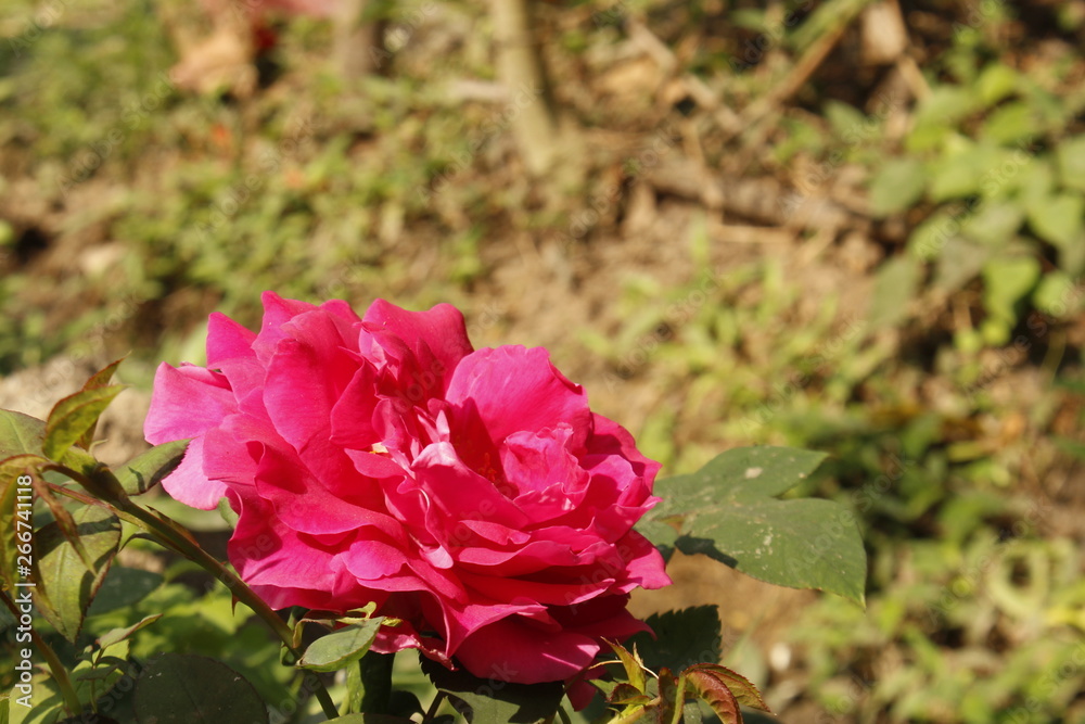 Fototapeta premium Pink rose in garden