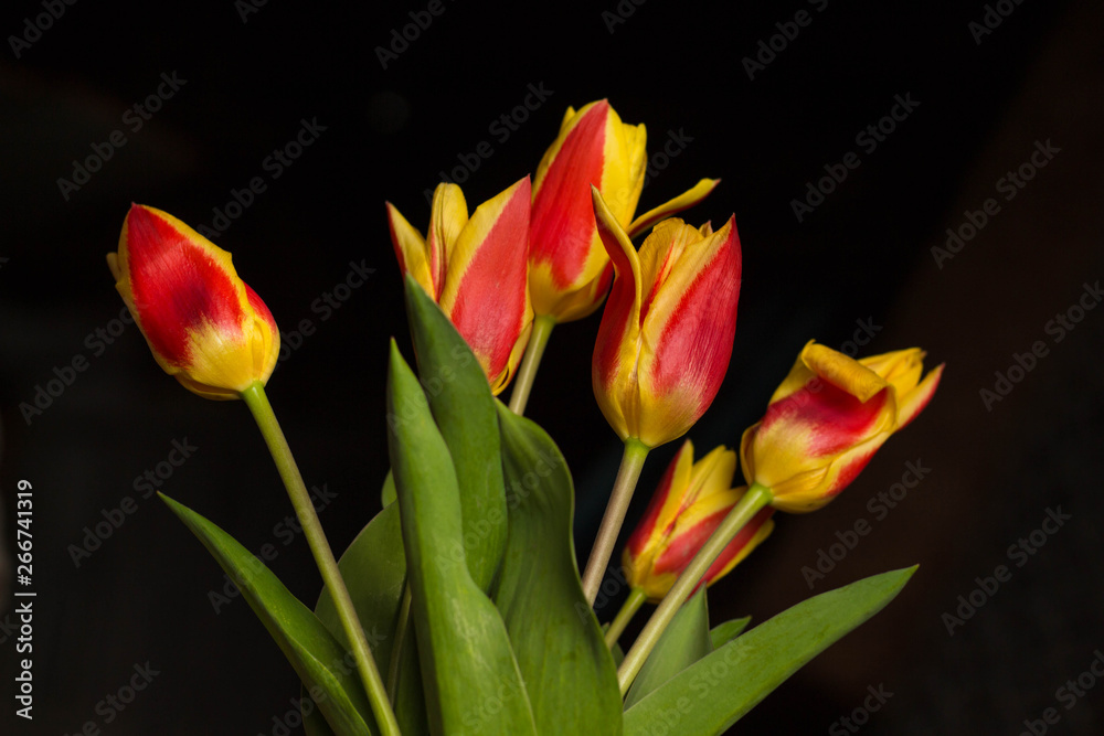 Obraz premium orange and yellow tulips black background
