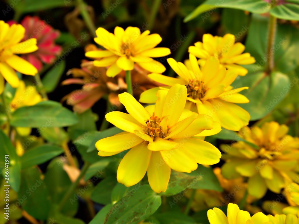 Focus on the yellow flower that blooming during Summer and Spring of Thailand
