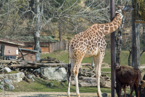 visiting the Zoo of Affi  near lake Garda   italian Zoo  nature and wildlife