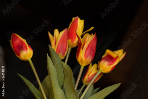 Fototapeta Naklejka Na Ścianę i Meble -  orange and yellow tulips black background
