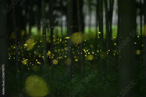 A lot of fireflies are flying in the bamboo forest at midnight.