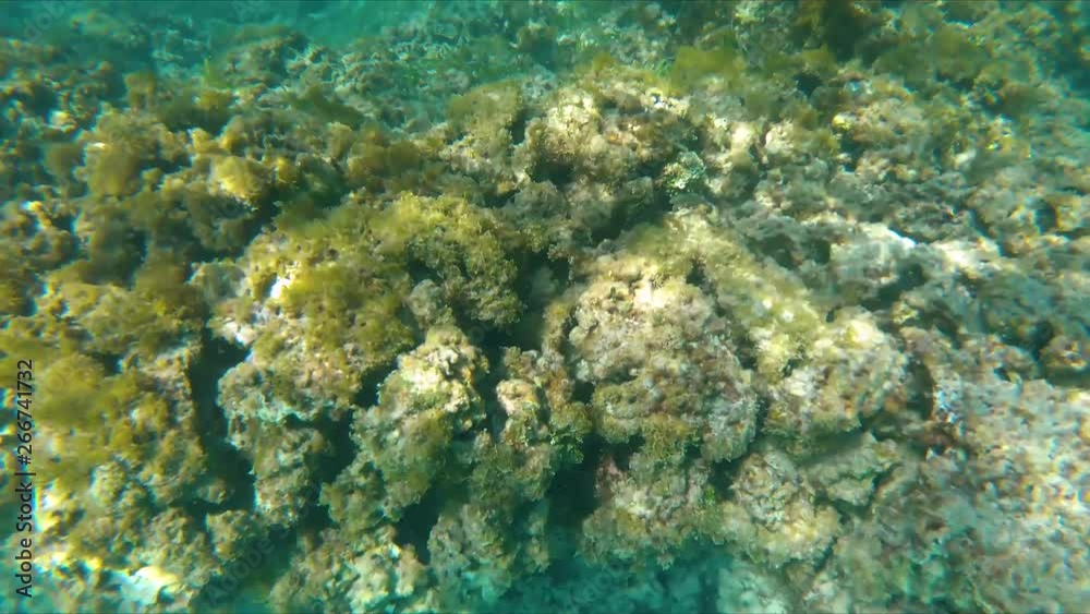 Beautiful green coral in the water of Flamenco beach located in Culebra Puerto Rico Beautiful green coral in the water of Flamenco beach located in Culebra Puerto Rico