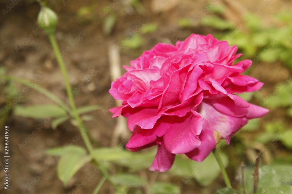 Gradient pink rose flower in garden Gradient pink rose flower in garden