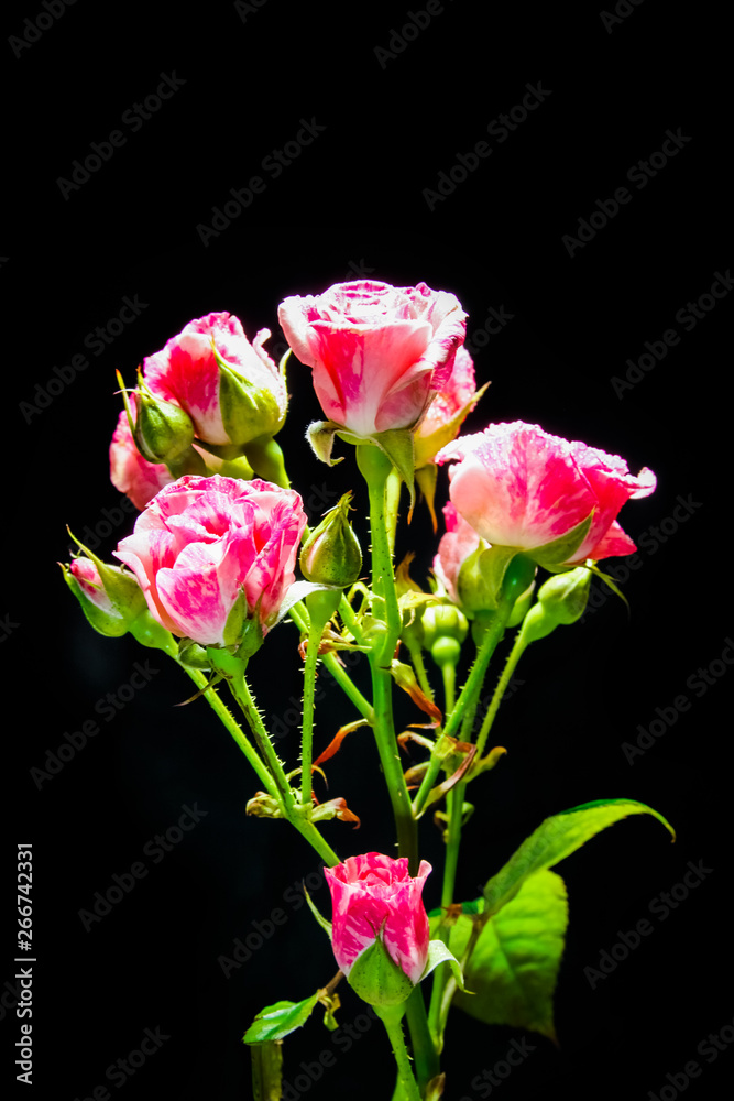 beautiful rose on a black background