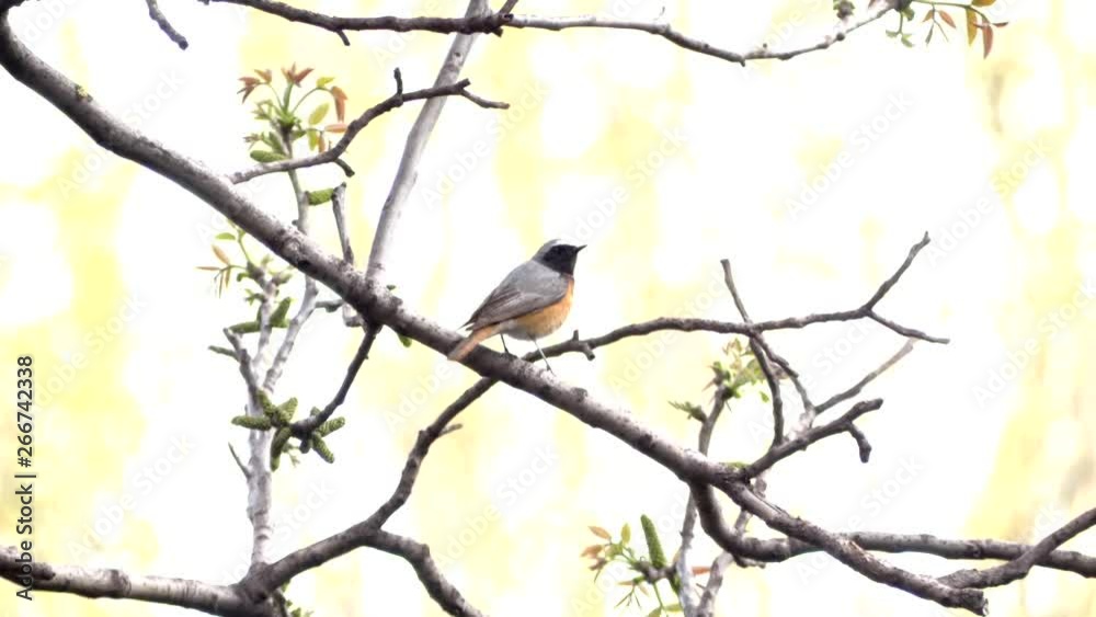 Busy redstart, little bird song in a tree, spring. The Redstart sits on a branch and sings in the garden. Busy redstart, little bird song in a tree, spring. The Redstart sits on a branch and sings in the garden.