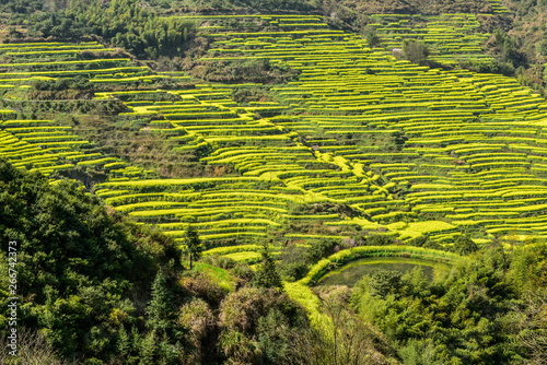 Rape Terraced Fields in Wuyuan, Jiangxi Province, China