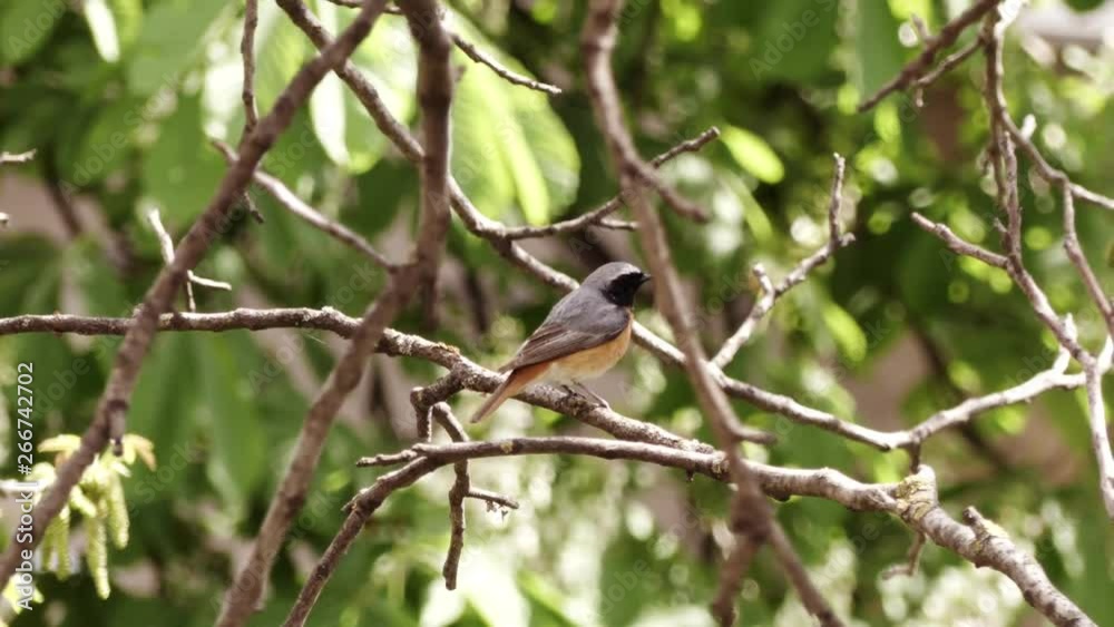Busy redstart, little bird song in a tree, spring. The Redstart sits on a branch in the garden, cleans its beak against a branch, and reads feathers. Spring birds. Busy redstart, little bird song in a tree, spring. The Redstart sits on a branch in the garden, cleans its beak against a branch, and reads feathers. Spring birds.