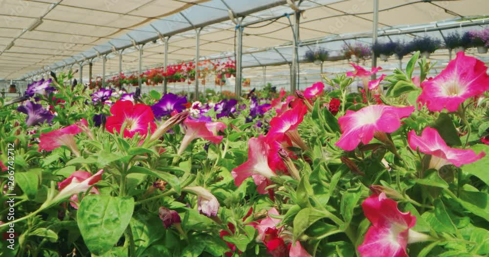 Slow motion alternative angle shot of fresh colorful flowers in a greenhouse in a sunny day. Slow motion alternative angle shot of fresh colorful flowers in a greenhouse in a sunny day.