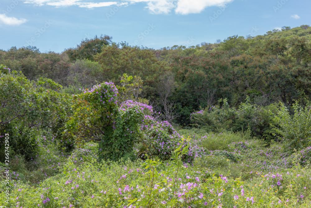 paisagem de flores e folhas verdes (nordeste do Brasil, Piauí) paisagem de flores e folhas verdes (nordeste do Brasil, Piauí)