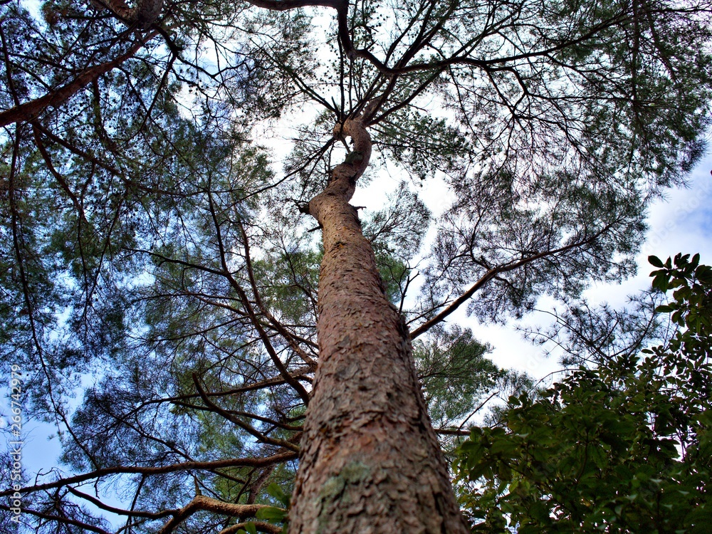 Fototapeta premium The turtle eye view shot of stand alone pine tree and its branches with blue sky and cloud in Japan during Spring season