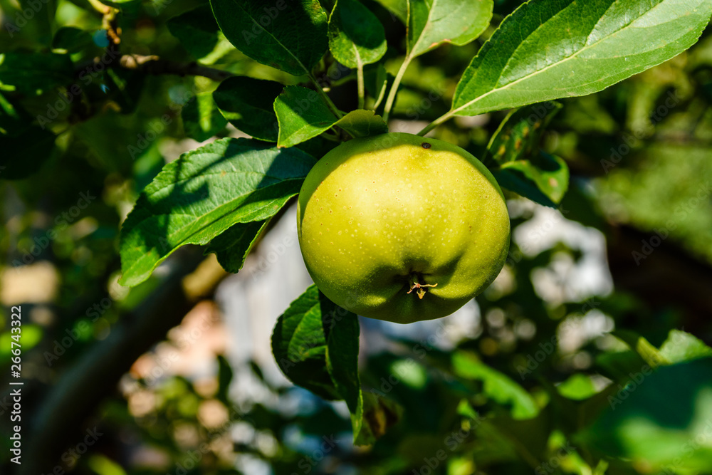 Unripe green apple on a branch of the apple tree Unripe green apple on a branch of the apple tree
