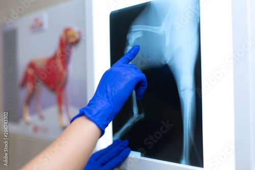 A professional doctor radiologist with gloves is looking at an X-ray picture on the background of a negatoscope which shows a fracture of the femur with a displacement in a small dog