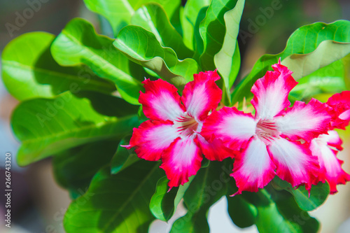 MACRO Adenium flowers white with pink edges tree or Desert rose, Mock Azalea, Pinkbignonia, Impala lily. Breed hollland Is popular in Asia and very beautiful with green leaves. photo