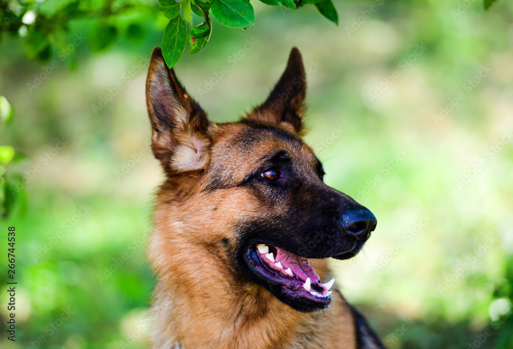 german shepherd dog on green grass